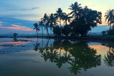 Palm trees by sea against sky during sunset