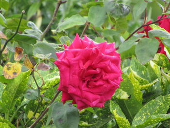 Close-up of pink rose