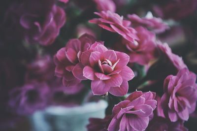 Close-up of pink flowers blooming outdoors