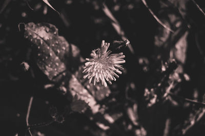 Close-up of wilted flower against blurred background