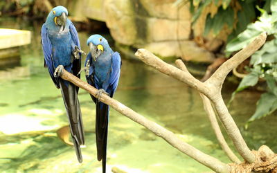 Close-up of blue perching on branch