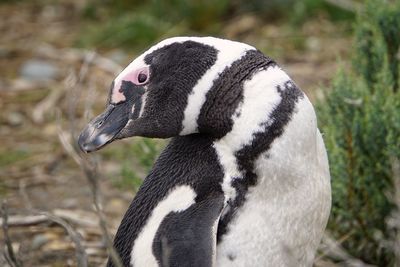 Close-up of a penguin 