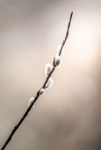 Close-up of pussy willows growing outdoors