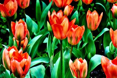 Close-up of red tulips