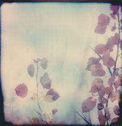 Close-up of leaves against sky