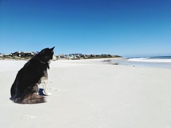 View of a husky dog on beach with blue sky