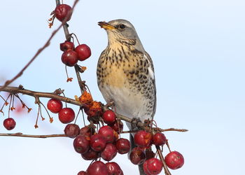 Bird perching on a tree