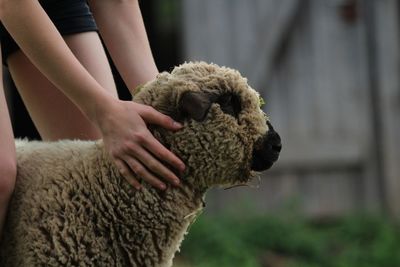 Cuddling sheep at the ranch