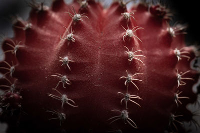 Close-up of red flowering plant