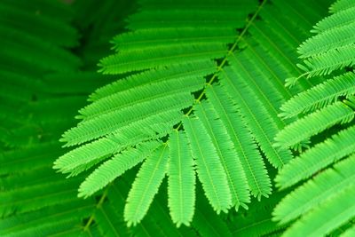 Full frame shot of palm tree leaves