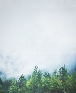 Low angle view of trees against sky