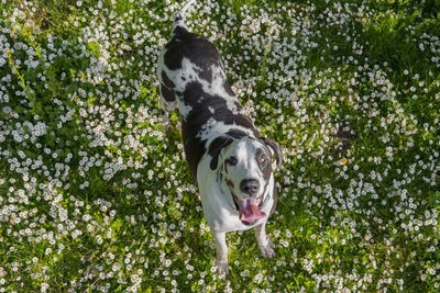 High angle portrait of great dane standing on field with flowers at park