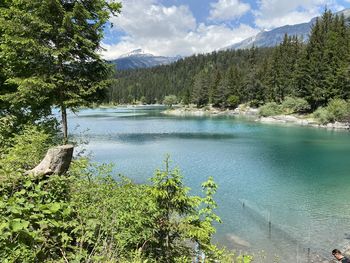 Scenic view of lake and pine trees against sky