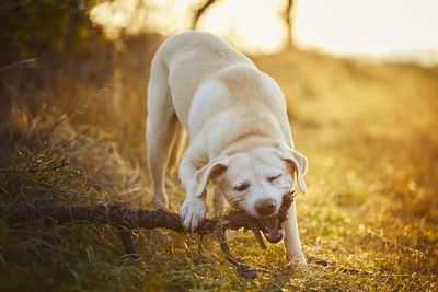 Dog in a field