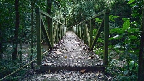 Footbridge amidst trees in forest