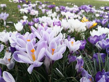 Close-up of purple crocus flowers on field