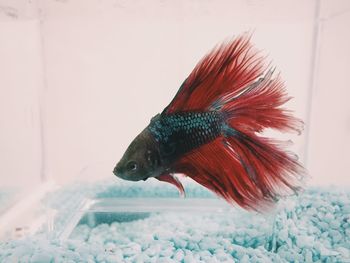 Close-up of siamese fighting fish swimming in tank