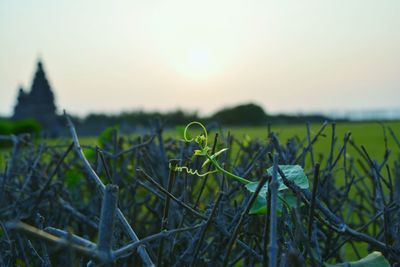 Close-up of fresh plants against clear sky