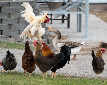 View of birds on field