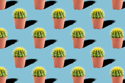 Seamless pattern with cactus on blue background