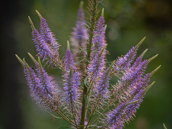 Close-up of purple flowering plant