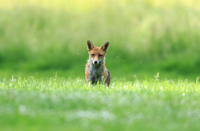 Portrait of fox on grass