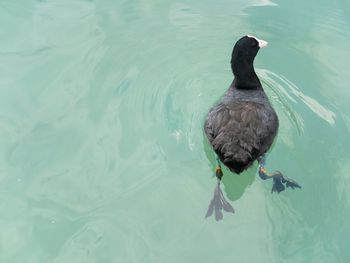 High angle view of bird swimming in lake