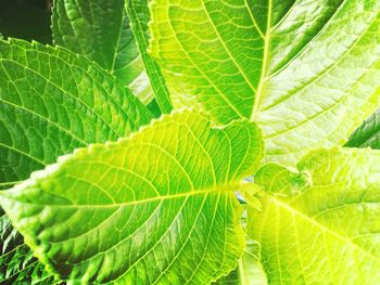 Close-up of green leaf