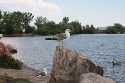 Gray heron perching on rock by lake against sky