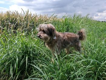 Dog sitting on field against sky