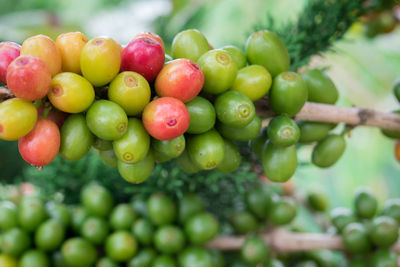 Close-up of coffee beans growing on tree