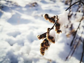 Close-up of snow on plant against sky