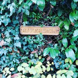 Close-up of sign on plant