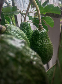 Close-up of fruit growing on plant