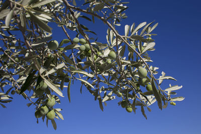 Low angle view of tree against blue sky