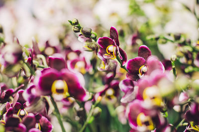 Close-up of flowers against blurred background