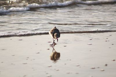 Bird perching on a beach