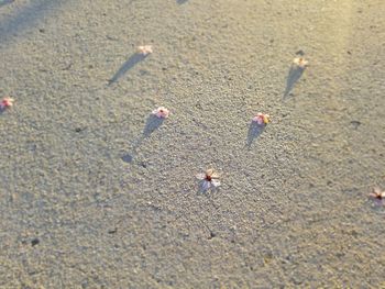 High angle view of crab on beach