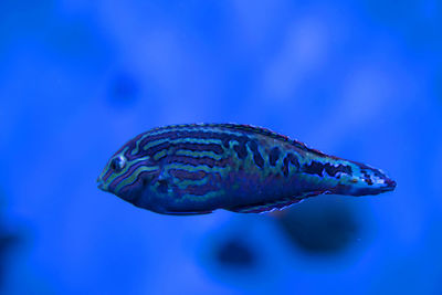 Close-up of fish swimming in sea