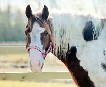 Close-up of horse