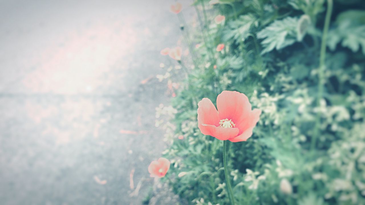 nature, growth, beauty in nature, no people, plant, flower, outdoors, fragility, day, close-up, sky, freshness