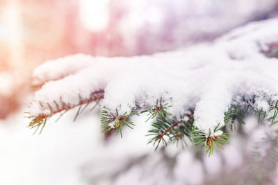 Close-up of frozen plant during winter