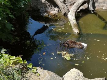 High angle view of duck swimming in lake