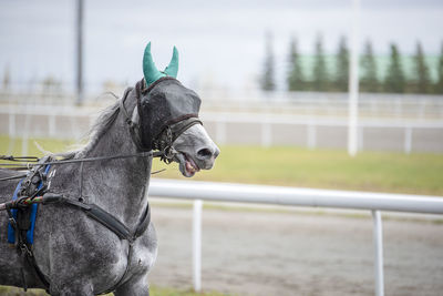 Close-up of a horse on field