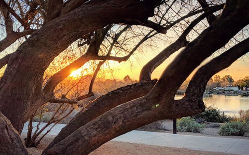 Tree by lake against sky during sunset