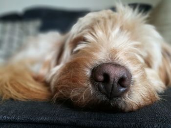 Close-up of dog sleeping at home