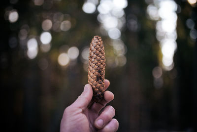 Close-up of hand holding pine cone