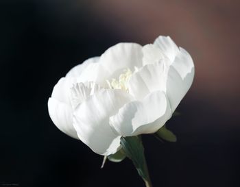 Close-up of white flower