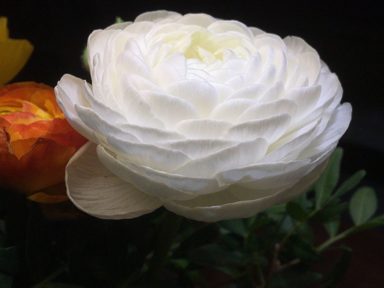 CLOSE-UP OF WHITE ROSE AGAINST BLACK BACKGROUND