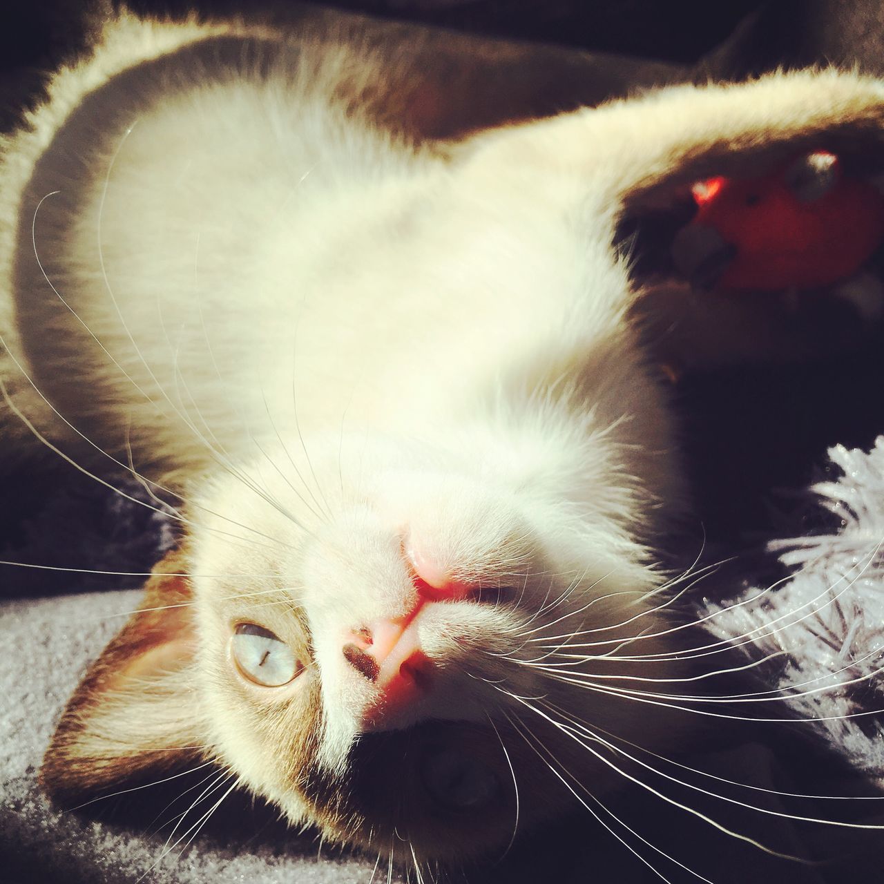 CLOSE-UP PORTRAIT OF CAT INDOORS